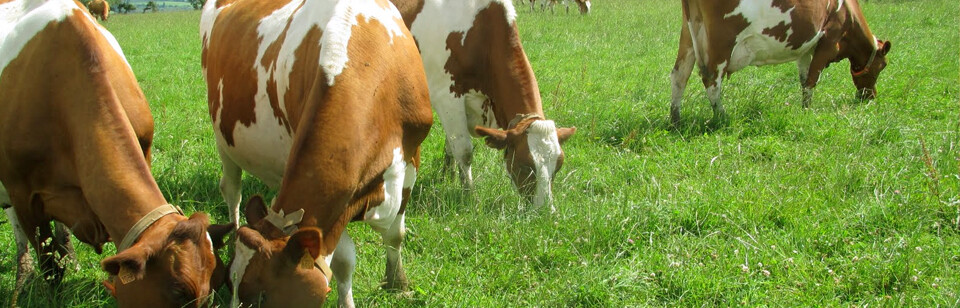 Vacas